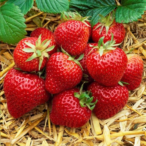 Strawberry cambridge - 12,