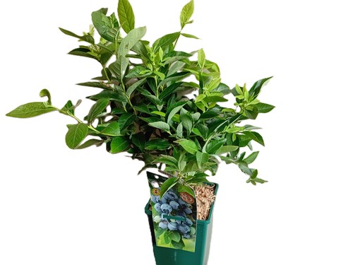 Chandler blueberry plant - chandler,