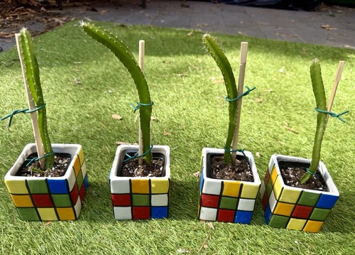 Dragon fruit plant cm - fruit, 22