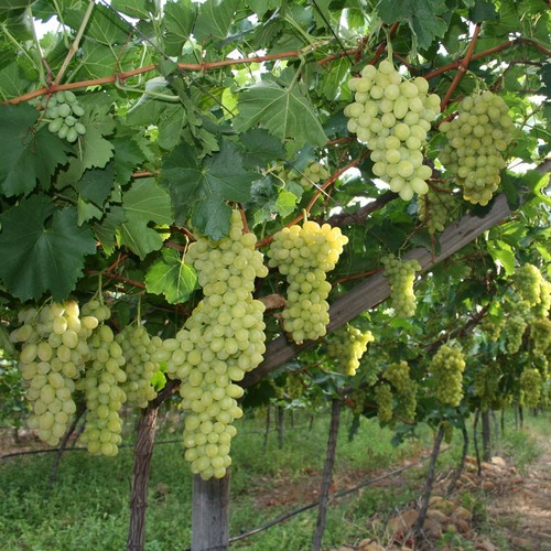 White grape vine plant - white,