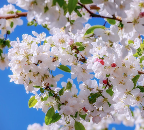 Malus sylvestris crab apple - malus,