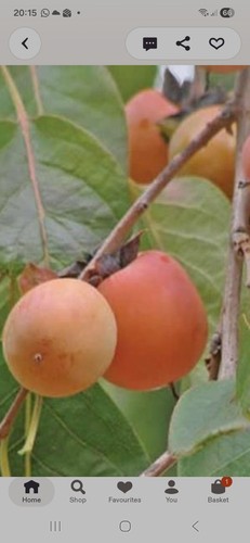 Sharon fruit kaki - sharon, diospyros