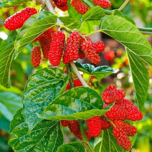 Red mulberry fruit - red,