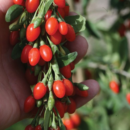 Goji berry plant - pot,