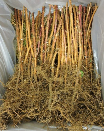 Raspberry canes polka - 1-20, 'polka'