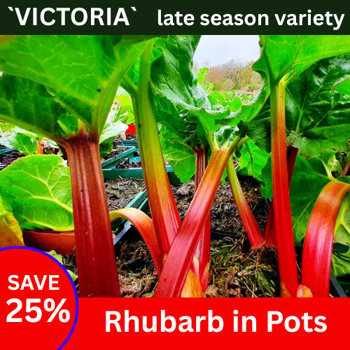 Rhubarb plant ready crowns - plant,