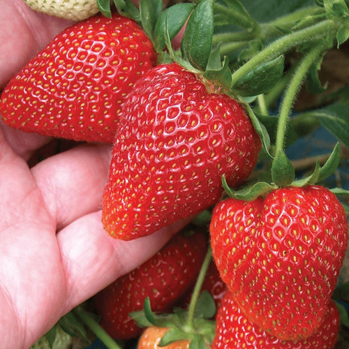 Strawberry cambridge - x,