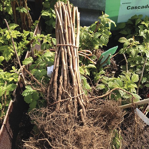10x raspberry canes polka - 10x, 'polka'
