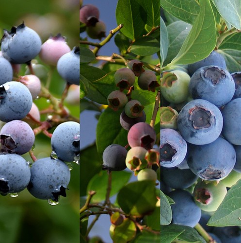 Blueberry plant mix inc - plant,