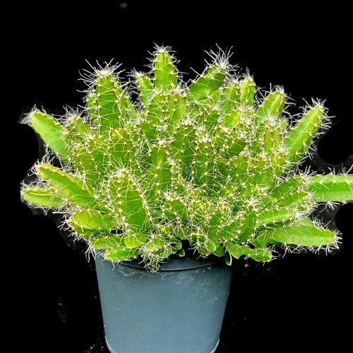 Hylocereus undatus dragon - hylocereus,