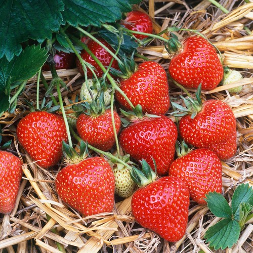 Strawberry honeoye bare root - strawberry,
