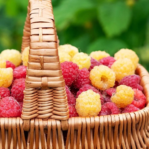 Raspberry fruit plant 9cm - raspberry, in