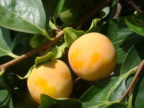Diospyros kaki japanese - 2x,