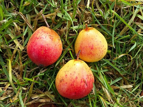Sorbus domestica service - sorbus, domestica,