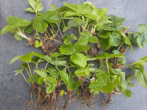Russian wild strawberry - 20,