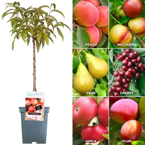 Patio fruit tree - fruit, collection