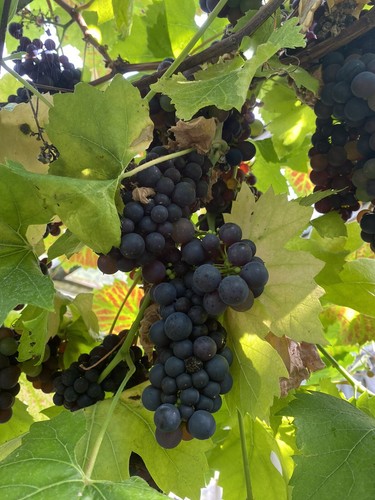 Black grape fruit vine - grape,