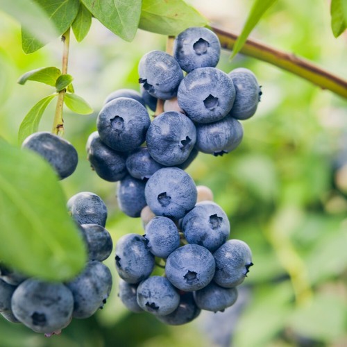 New blueberry fruiting - t&m,