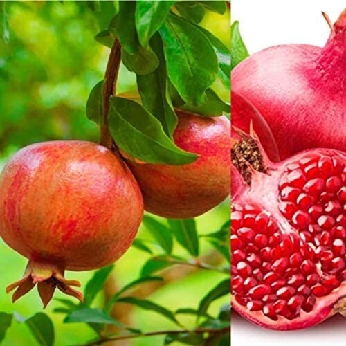 Pomegranate plants in 9cm - pomegranate,