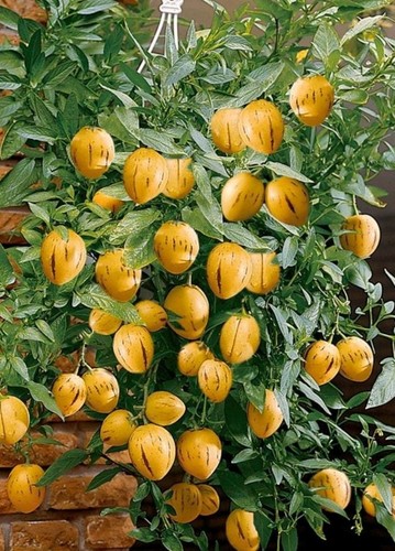 Pepino melon copa exotic - melon, fruit