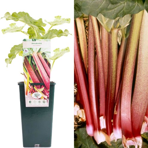 Rhubarb rheum victoria - rheum, |