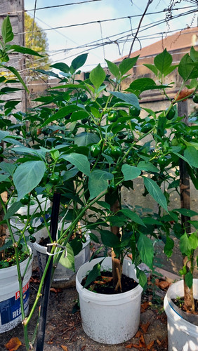 Chilli pepper plant capsicum - pepper,