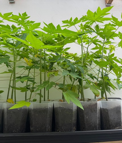 Sale papaya tropical - papaya, plant