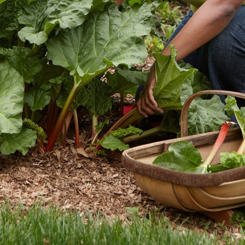Rhubarb crowns mixed - 3,