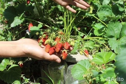 Russian wild strawberry - 5,