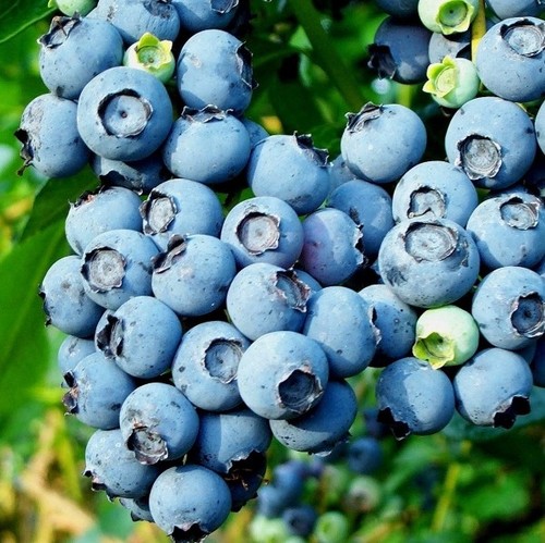 Blueberry bush bluecrop - x,