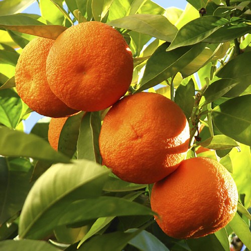 Large citrus orange - citrus, tree