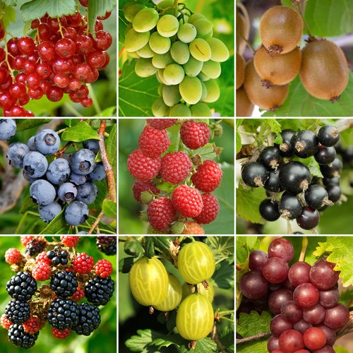 Potted fruit plants - x,