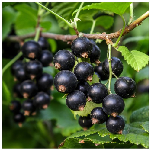 Titania blackcurrant bush - 5,