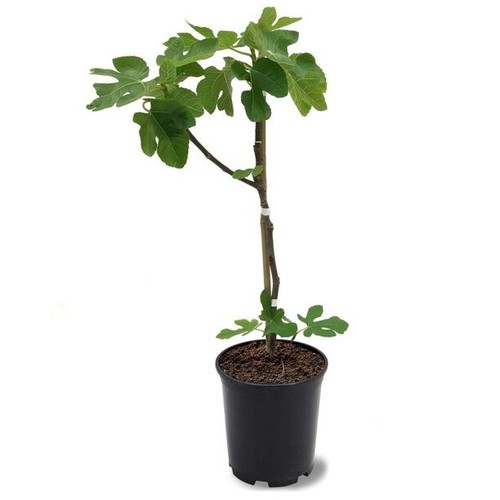 Fig tree brown turkey in - tree,