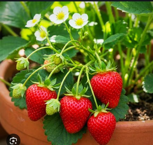 Great price 25x - great, organic