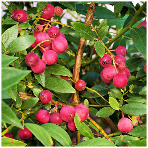 Blueberry pink lemonade plant - pink,