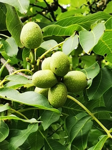 Juglans regia walnut - regia,,