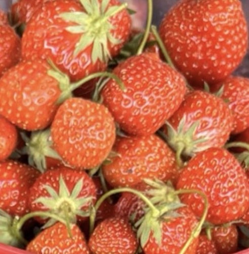 Strawberry mara des bois - ‘mara, bois’
