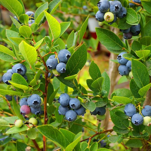 Blueberry plant ozark blue - blueberry, plant,