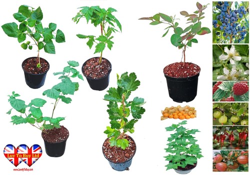 Fruit bush - fruit,