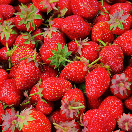 Strawberry elsanta bare - 'elsanta', root