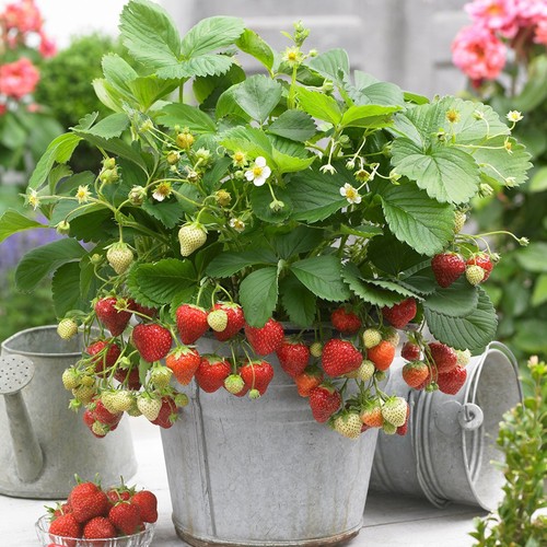 Strawberry sweetheart - x,