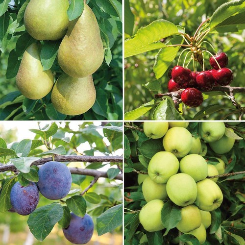 Mini fruit tree patio - t&m,