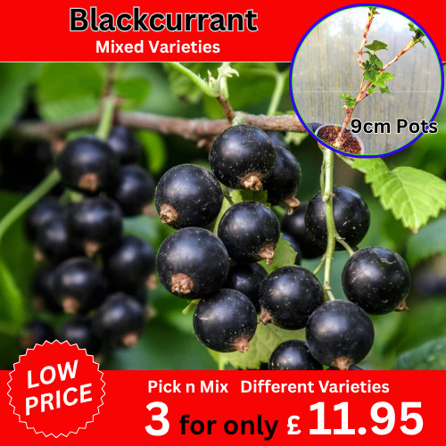 Blackcurrant plants ribes - plants,