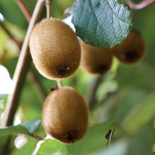 Kiwi fruit plant - kiwi,