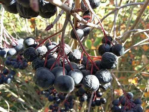 Purple chokeberry aronia - chokeberry,,