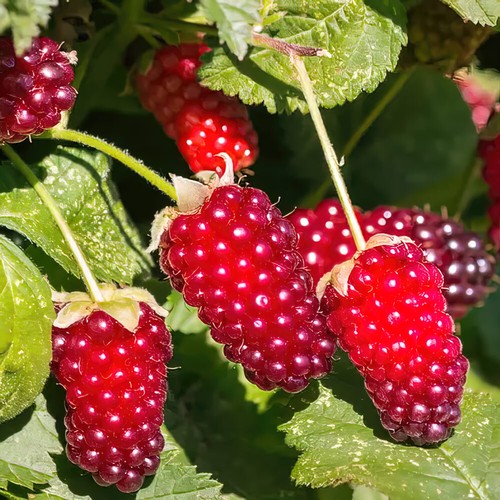 Loganberry thornless rhs award - rhs,