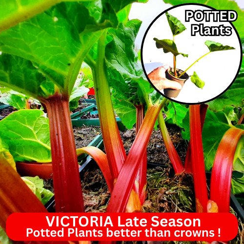Rhubarb plants victoria late - victoria,