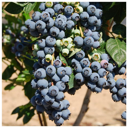 Blueberry herbert plants - blueberry, /