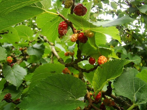 Morus nigra black mulberry - black,